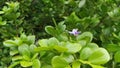 Purple flower & x22;Keaw Jao Jom& x22; Royalty Free Stock Photo