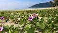 Flower of Khanom beach Nakhonsi thummarat Thailand