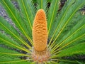 Flower of King Sago Palm plant