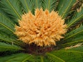 Flower of King Sago Palm plant