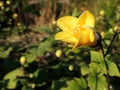 Flower Kirengeshoma (Kirengeshoma palmata) Royalty Free Stock Photo