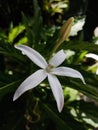 Kitolod flower