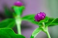 Futaba Gomphrena Amaranthaceae purple plant Royalty Free Stock Photo