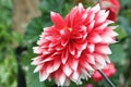 Dahlia with many weathered petals