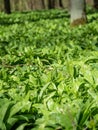 Flower known as ramsons, buckrams, broadleaved garlic