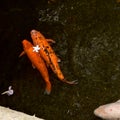 Flower Koi Royalty Free Stock Photo