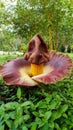 Amorphophallus flowring