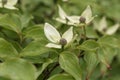 Flower of a Korean dogwood Cornus kousa Royalty Free Stock Photo