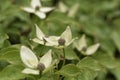 Flower of a Korean dogwood Cornus kousa Royalty Free Stock Photo