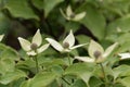 Flower of a Korean dogwood Cornus kousa Royalty Free Stock Photo