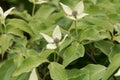 Flower of a Korean dogwood Cornus kousa Royalty Free Stock Photo