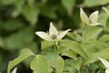 Flower of a Korean dogwood Cornus kousa Royalty Free Stock Photo