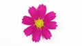 Flower Kosmeya on white. Flower Cosmeya or flower cosmos