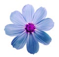 Flower kosmeya, white isolated background with clipping path. Cl Royalty Free Stock Photo