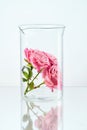 Flower In Laboratory Glass Royalty Free Stock Photo