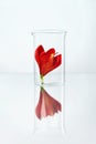 Flower In Laboratory Glass Royalty Free Stock Photo