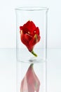 Flower In Laboratory Glass Royalty Free Stock Photo