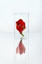 Flower In Laboratory Glass Royalty Free Stock Photo