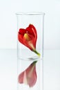 Flower In Laboratory Glass Royalty Free Stock Photo