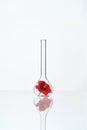 Flower In Laboratory Glass Royalty Free Stock Photo