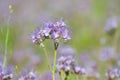 Flower of Lacy Phacelia Tanacetifolia