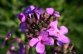 Flower Lady Hesperis matronalis and dew magic