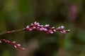 Flower of ladyÃ¢â¬â¢s thumb or Persicaria maculosa plant