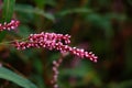 Flower of ladyÃ¢â¬â¢s thumb or Persicaria maculosa plant