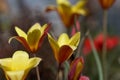 Flower of a Lady Tulip, Tulipa clusiana var chrysantha Royalty Free Stock Photo