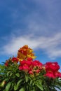 Bright yellow and pink flowers and blue sky Royalty Free Stock Photo
