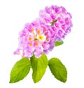 Flower Lantana camara isolated on white Royalty Free Stock Photo