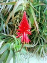 Flowering aloe vera tree Royalty Free Stock Photo