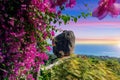 Flower and large rocks overlap stone on Koh Samui, Royalty Free Stock Photo