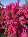 A Beautiful Pink Lapacho Tree Flower Royalty Free Stock Photo