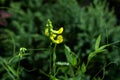 Lathyrus pratensis. Wild flower.