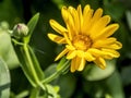 Flower Calendula illuminated by the morning sun Royalty Free Stock Photo