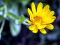 Flower Calendula illuminated by the morning sun Royalty Free Stock Photo