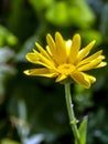 flower Calendula illuminated by the morning sun Royalty Free Stock Photo