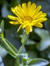 flower Calendula illuminated by the morning sun Royalty Free Stock Photo