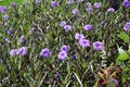 Mexican Petunias (Ruellia Simplex) with a beautiful purple color