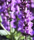 Flower, Lavender, closeup. Beautiful purple color and very fragrant