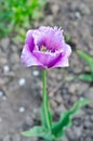 Flower lavender tulip