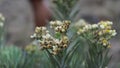 Flower leaf green bokeh blur