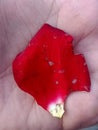 flower leaf jpg image A rose leaf has a bright red color and is a photo of a leaf