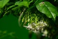 Flowers fragrant at night