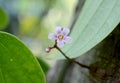 Flower and leaf of star fruit Averrhoa carambola.