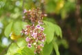 Flower and leaf of star fruit Averrhoa carambola Royalty Free Stock Photo