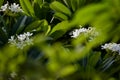 Leafs and branches with nature background. looking so amaging Royalty Free Stock Photo