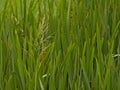 Flowering great manna grass - Glyceria maxima