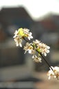 Flower leaning in towards the sun